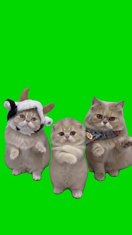2 Cats And A Kitten Dancing green screen