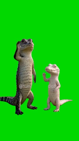 2 Crocs Dancing green screen