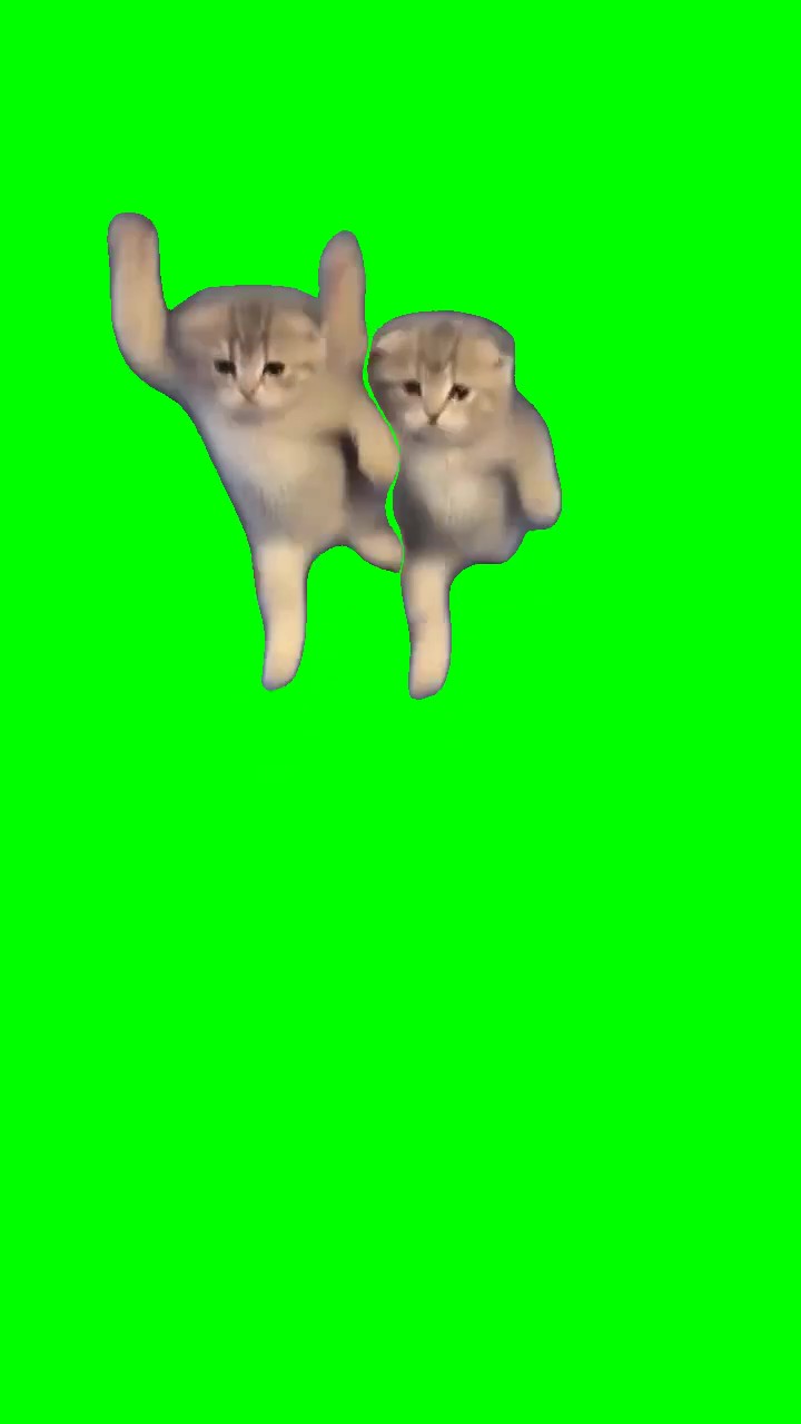 2 kittens dancing