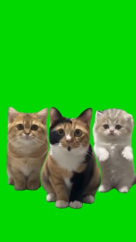 3 Cat Dancing Cute green screen