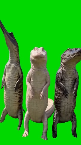 3 Crocodiles Dancing green screen