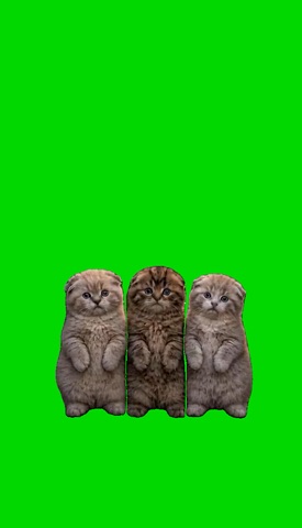 3 Kittens Dancing green screen