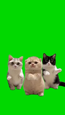 3 Mittens Dancing green screen
