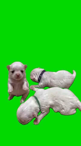3 Puppies Dancing green screen