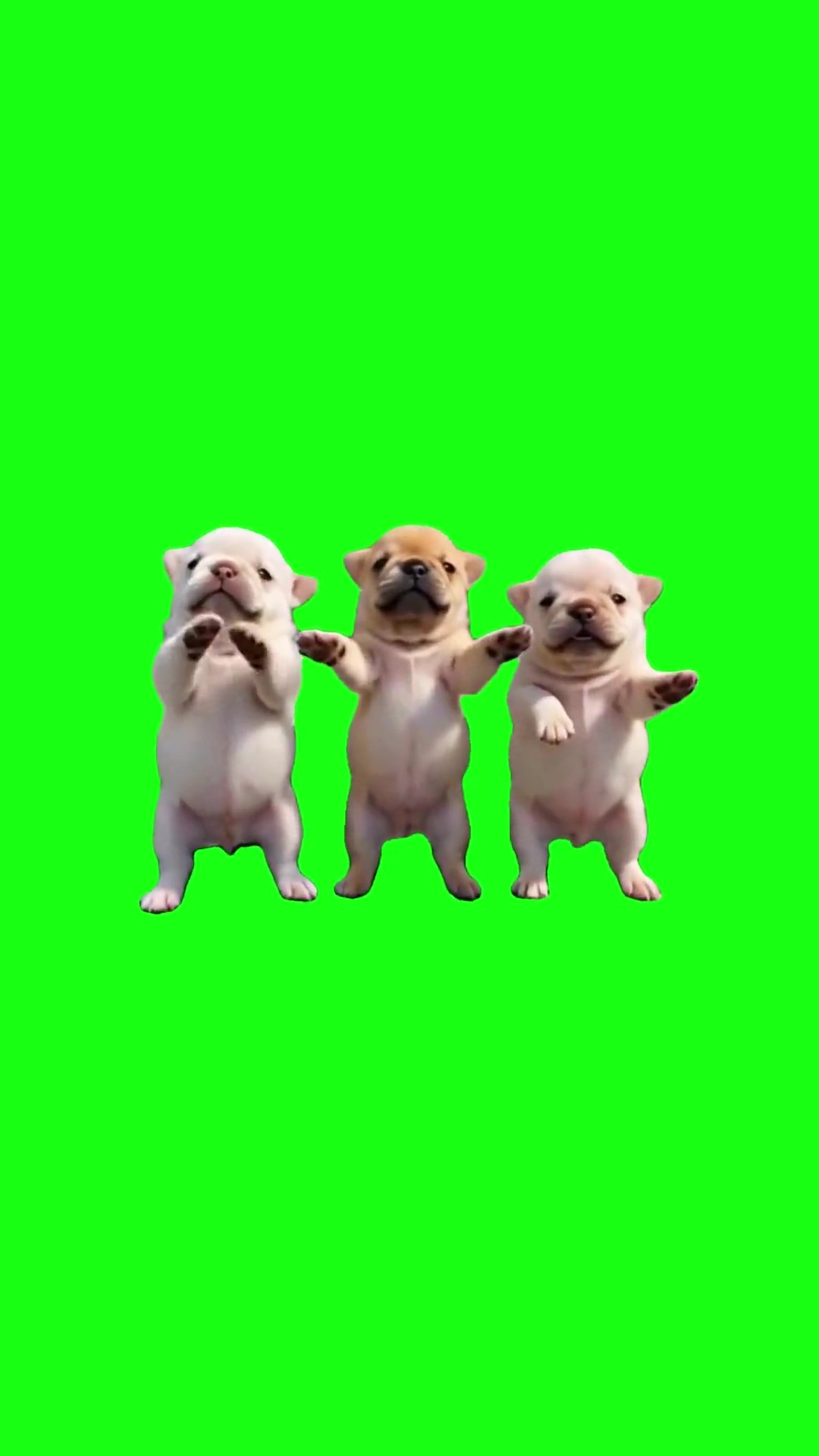 3 Puppies dancing green screen