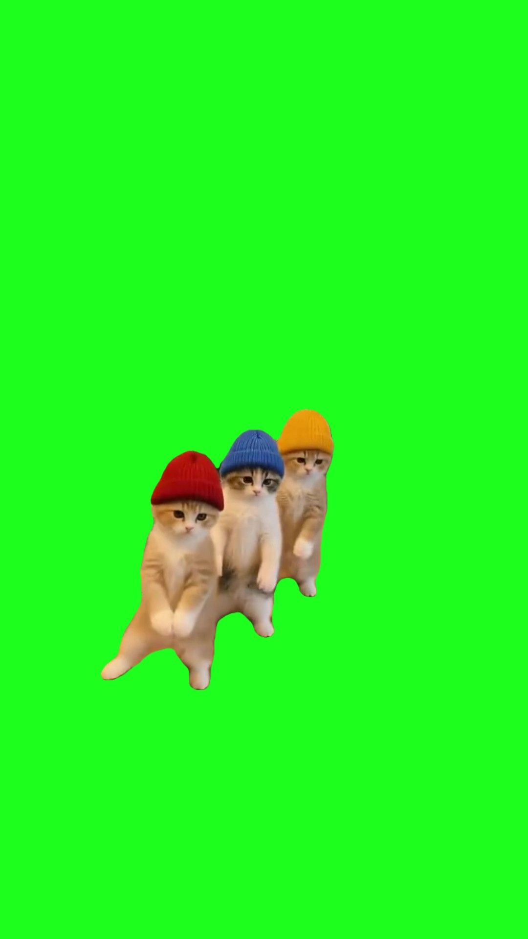 3 cats dancing