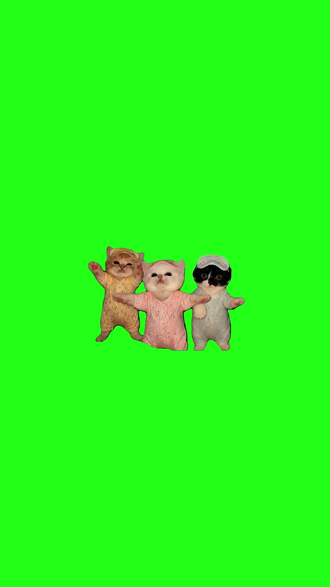 3 kittens dancing