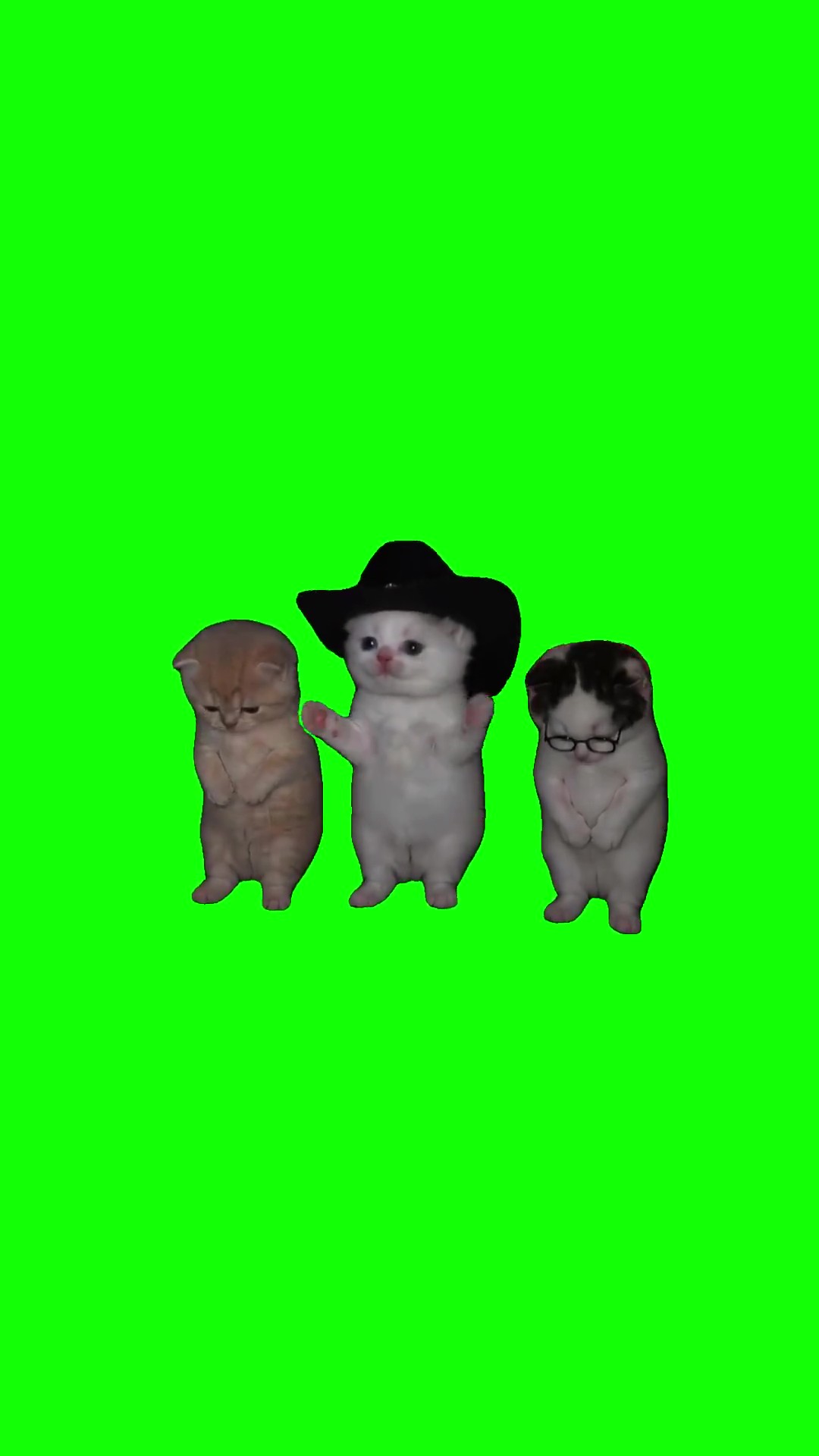 3 kittens dancing 