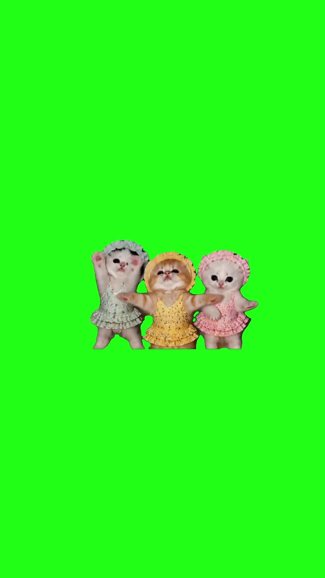 3 kittens on beach dancing
