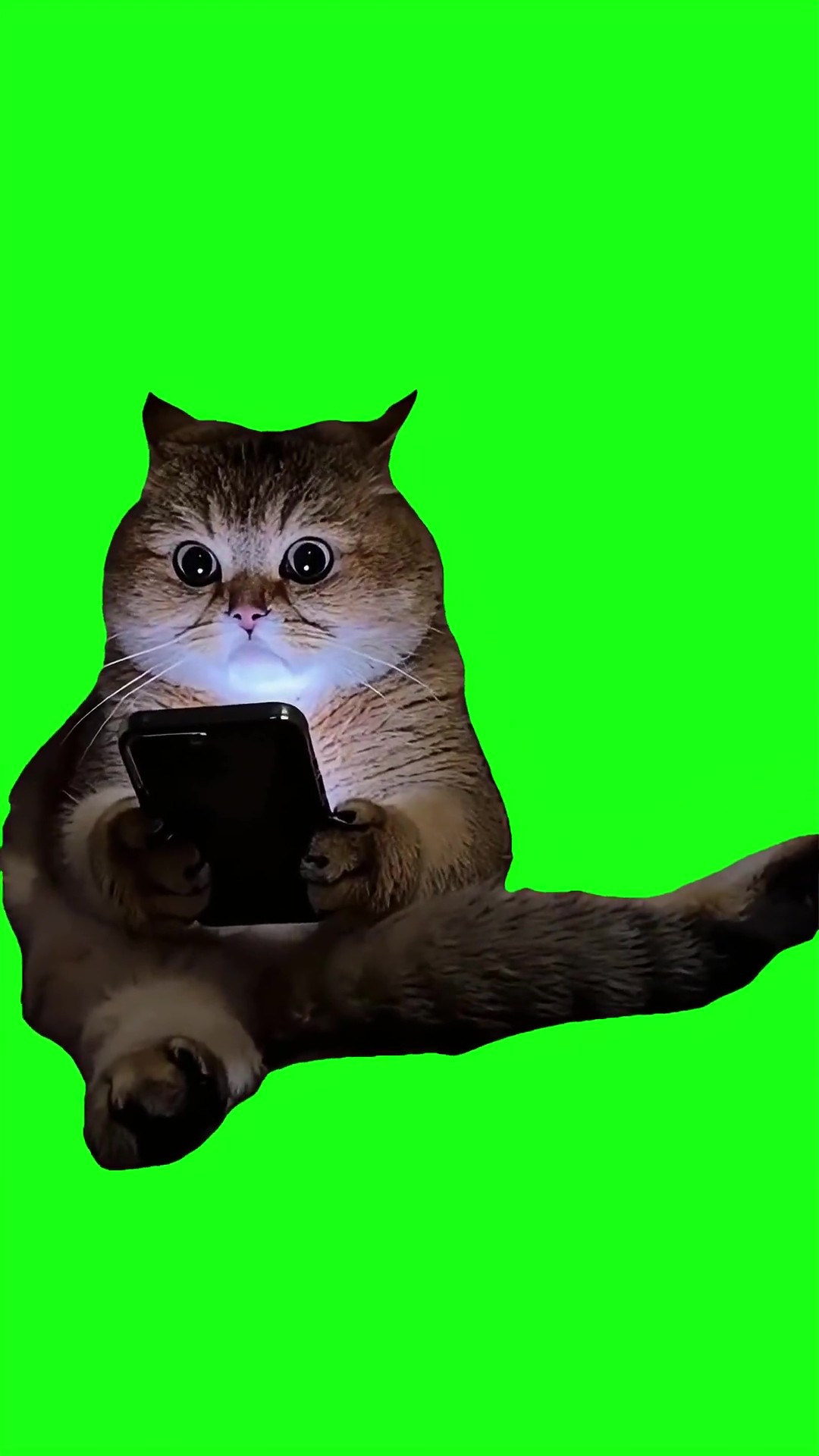 AI Cat hides phone