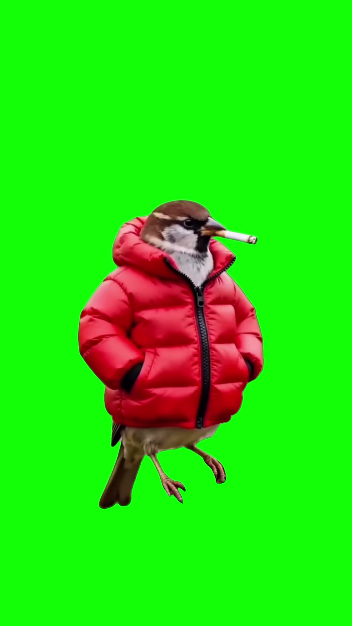Act Like a Normal Person green screen
