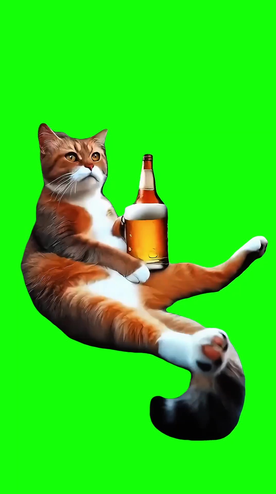 Ahahah cat drinking beer green screen
