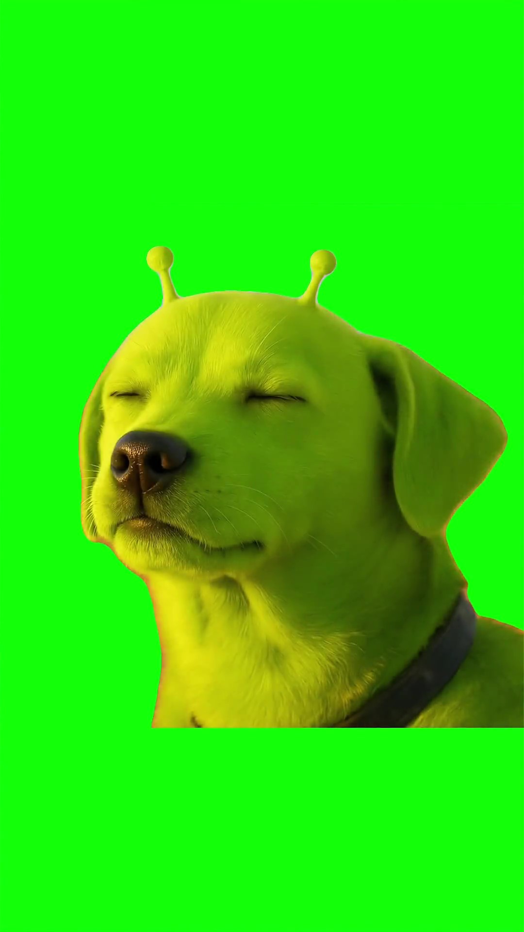 Ahhh gog