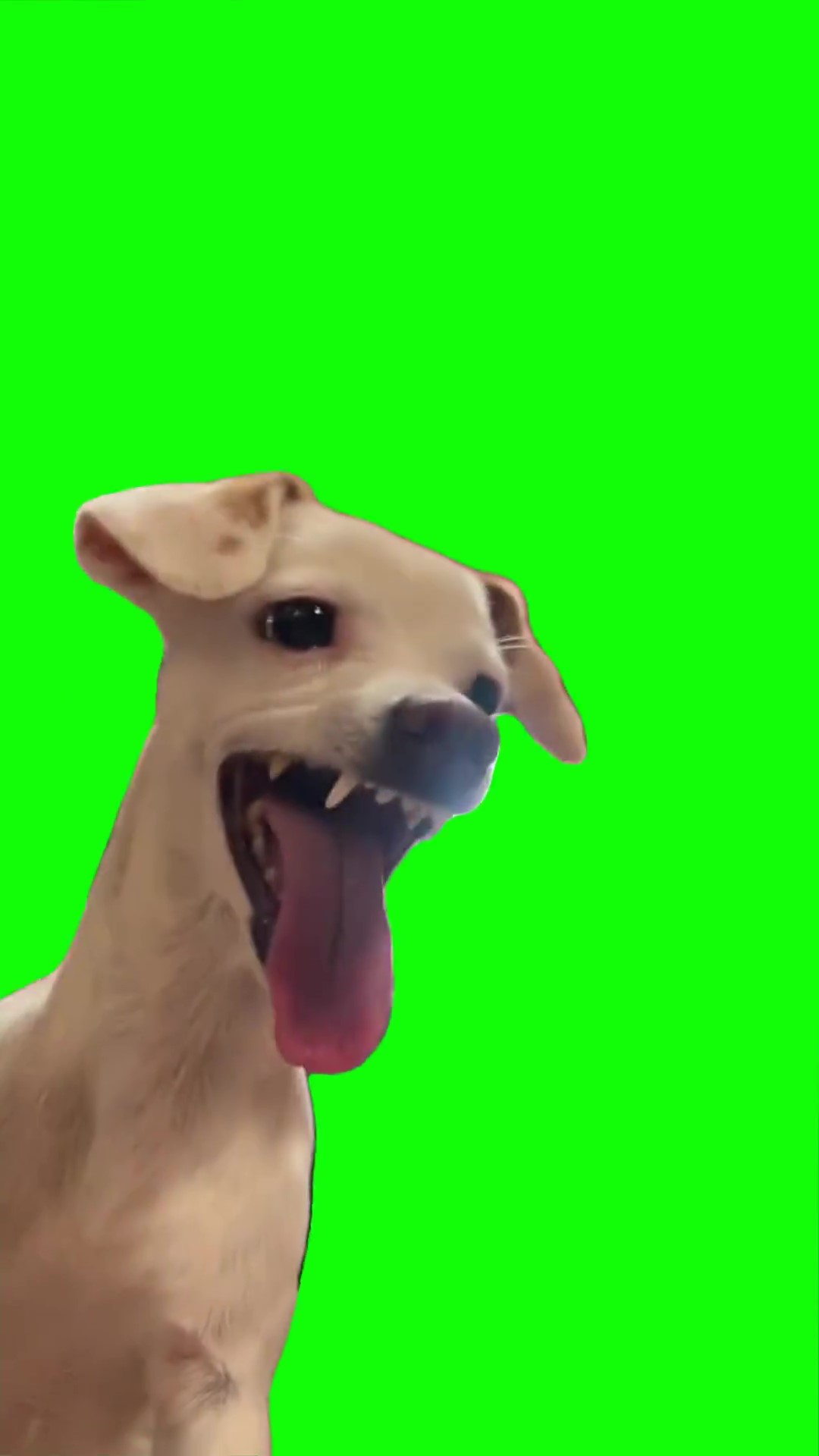 Ahhh haha dog