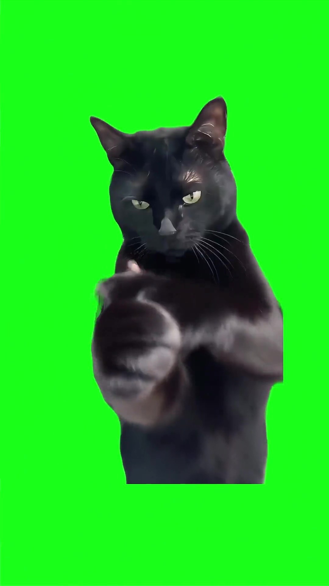 Angry Black Cat green screen