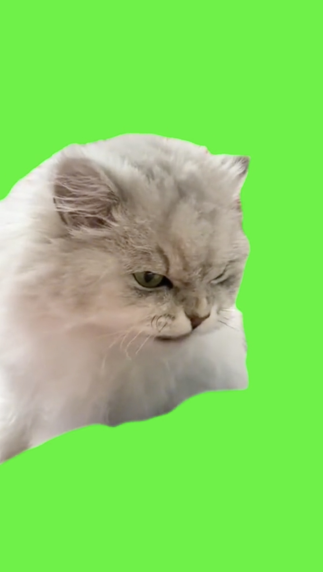 Angry Cat Eating