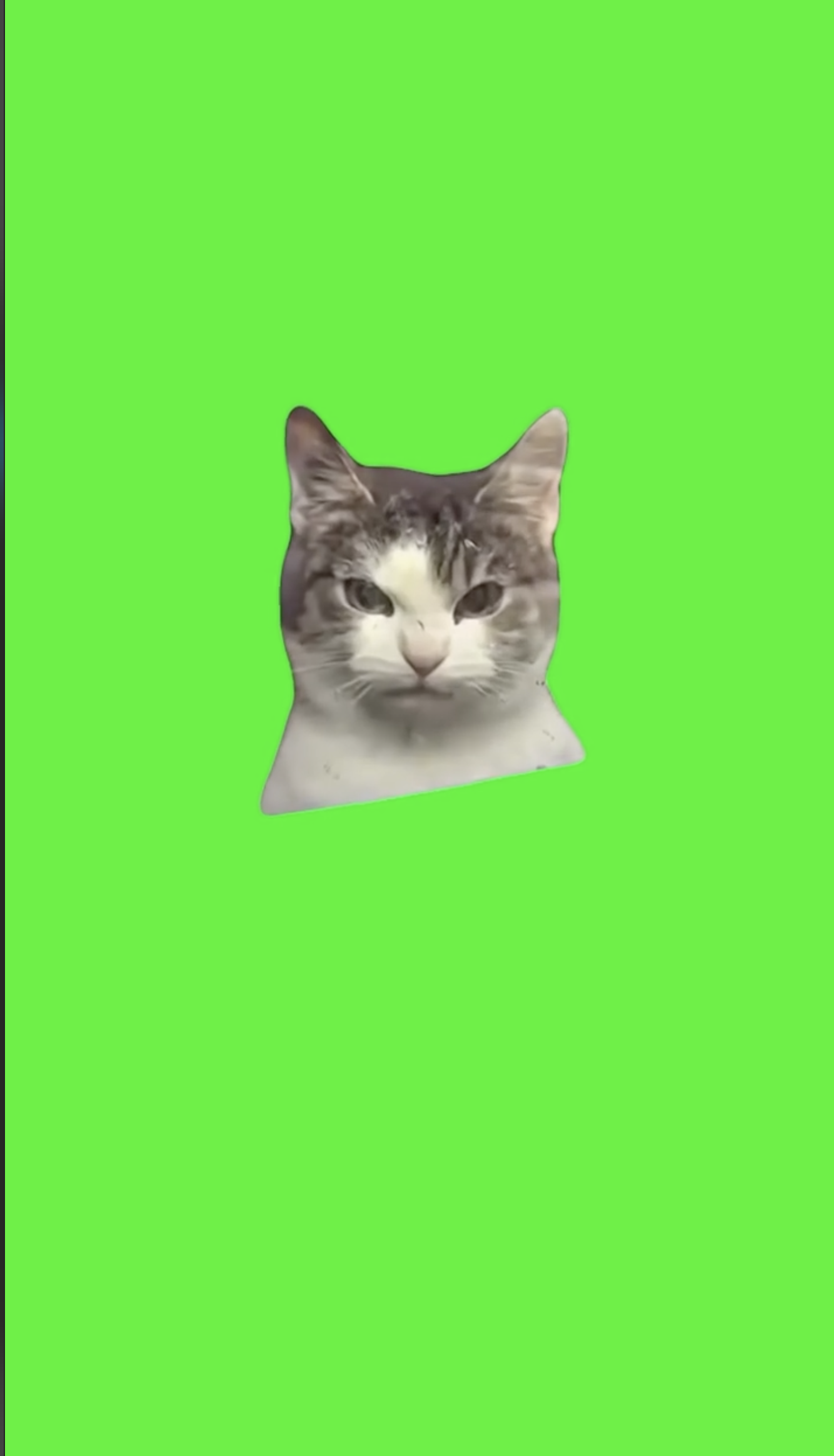 Angry Cat Staring