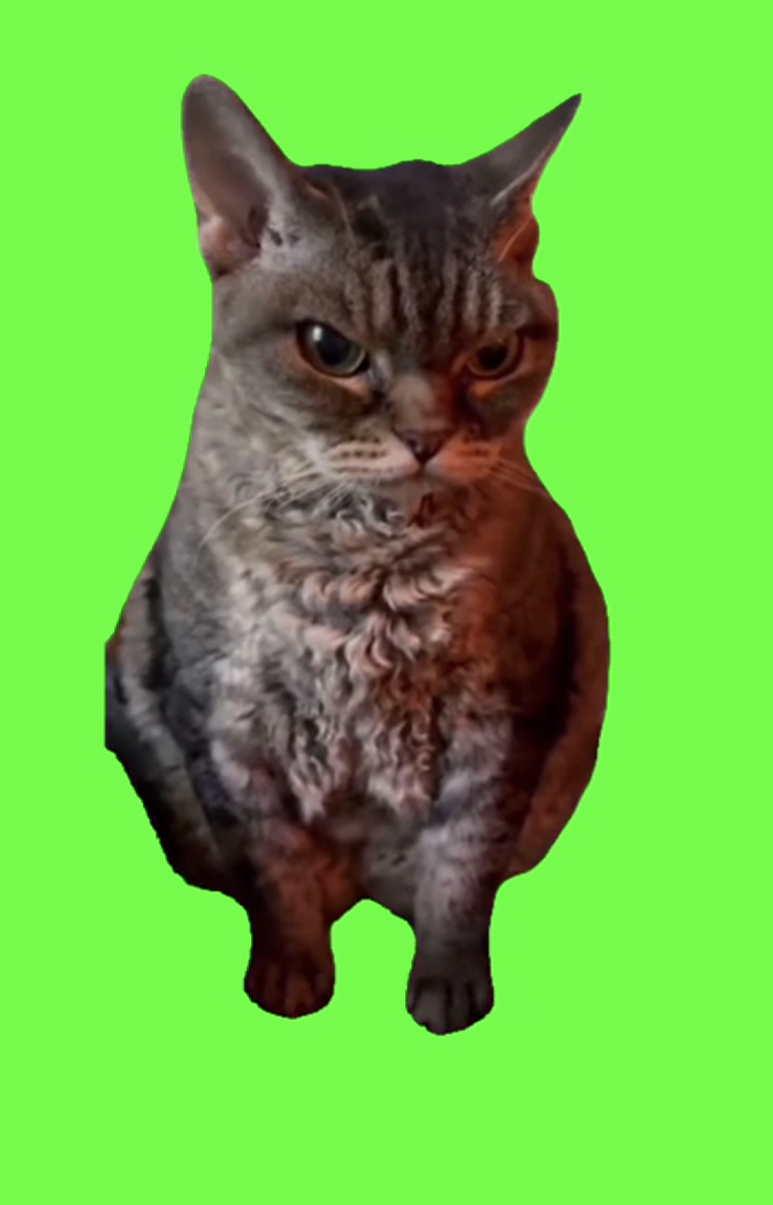 Angry Cat