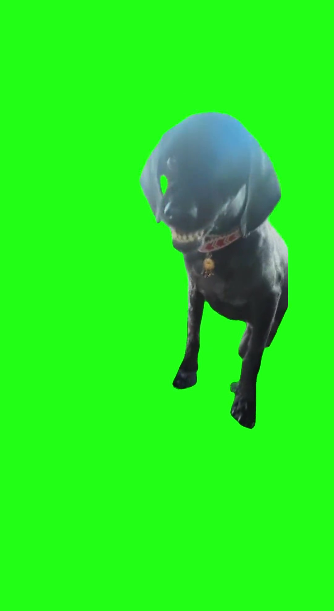 Angry Dog  green screen