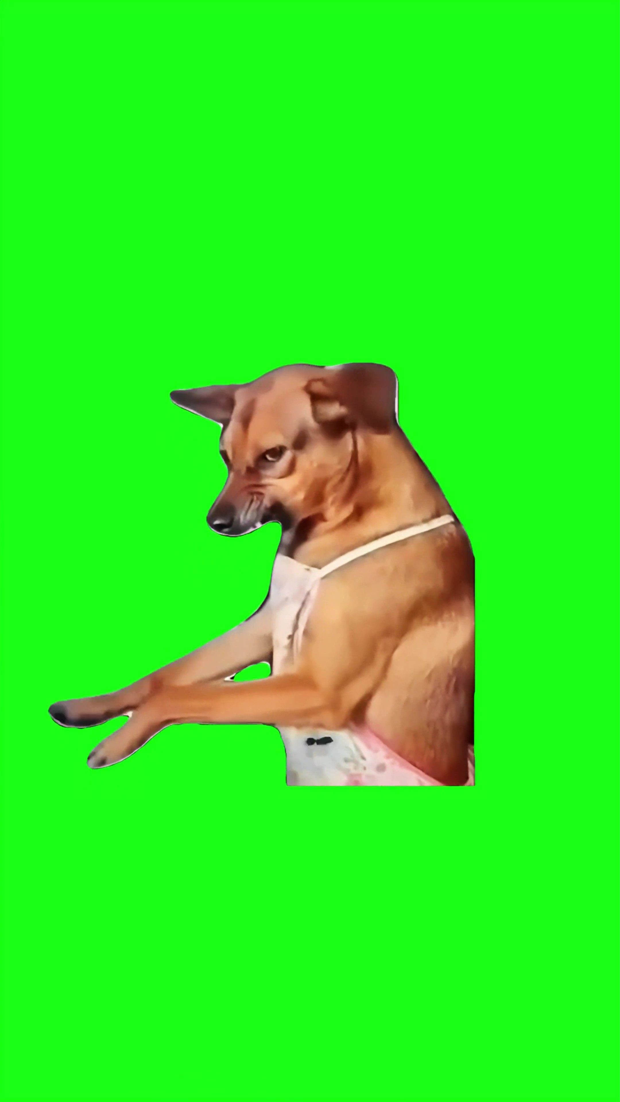 Angry mom dog green screen