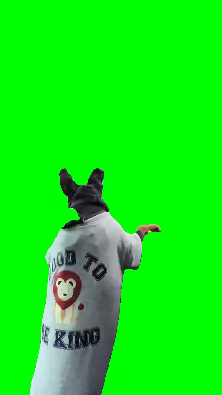 Angry puppy green screen
