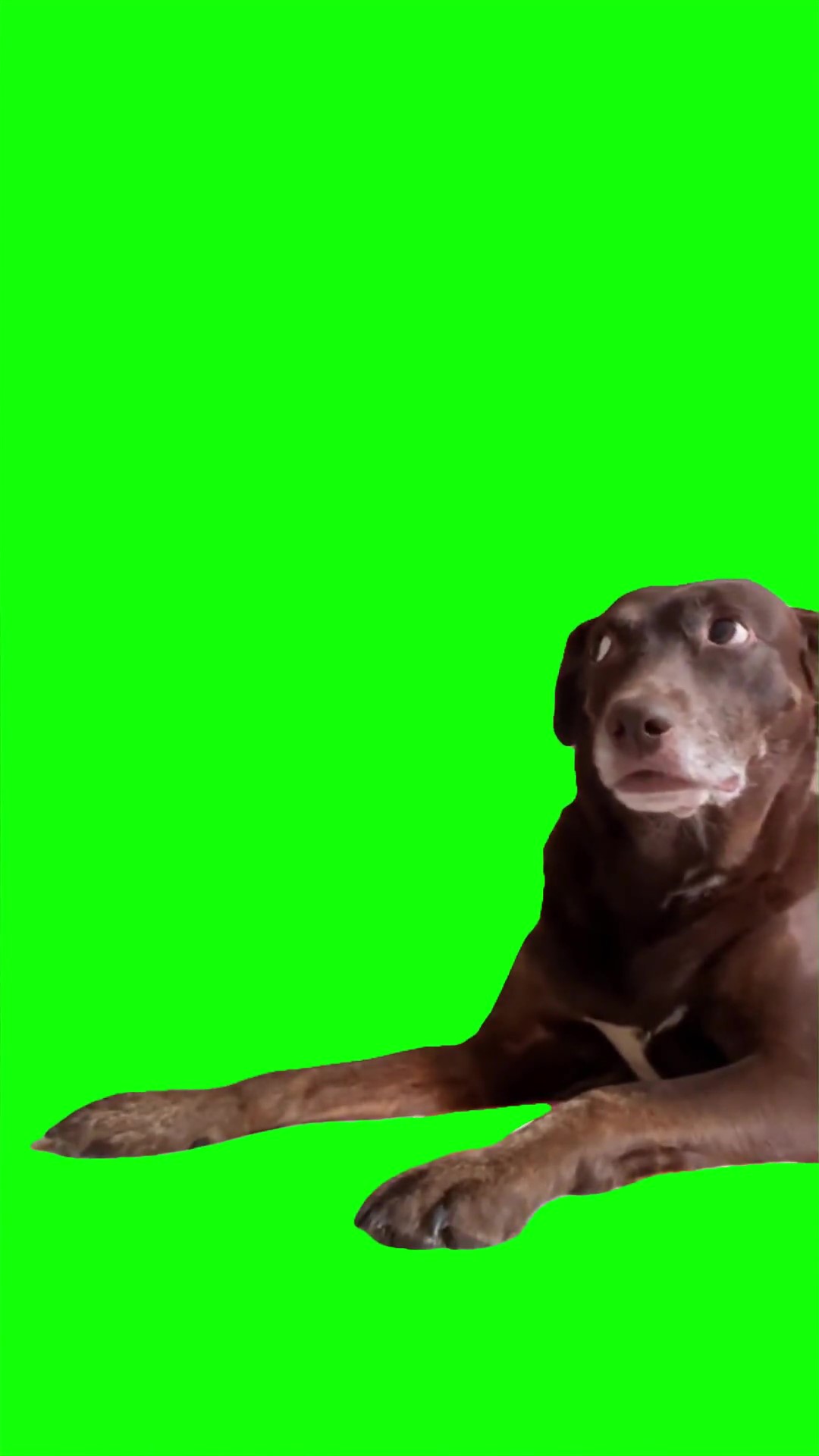 Annoyed dog