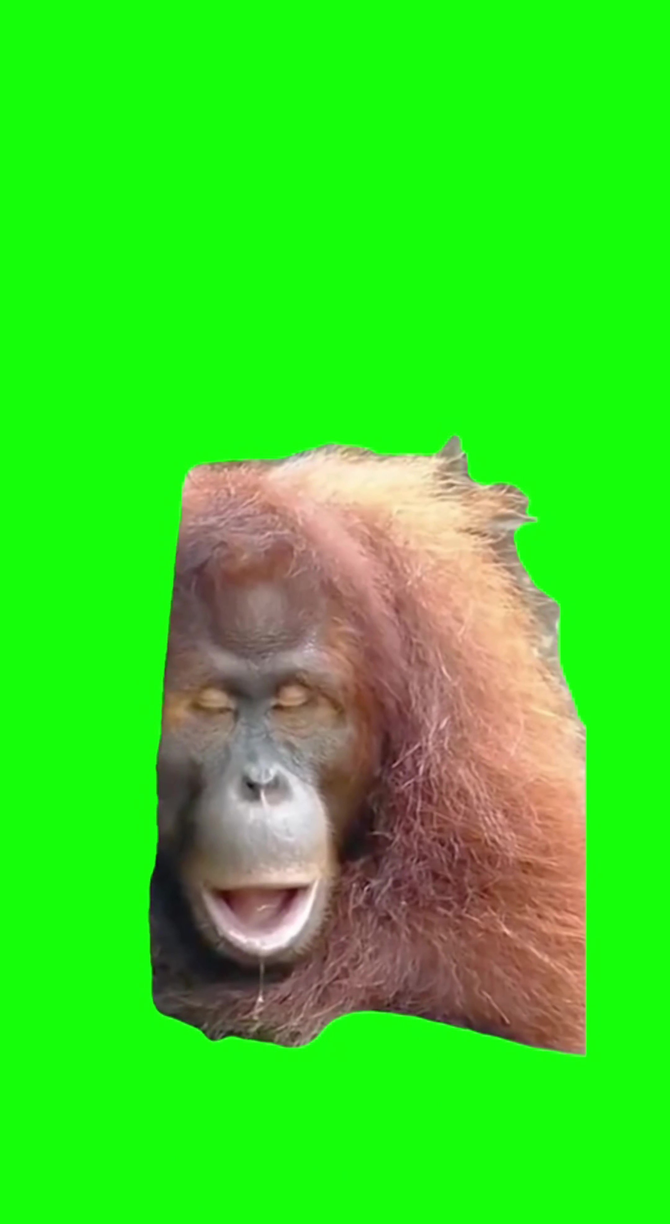 Ape snoring green screen