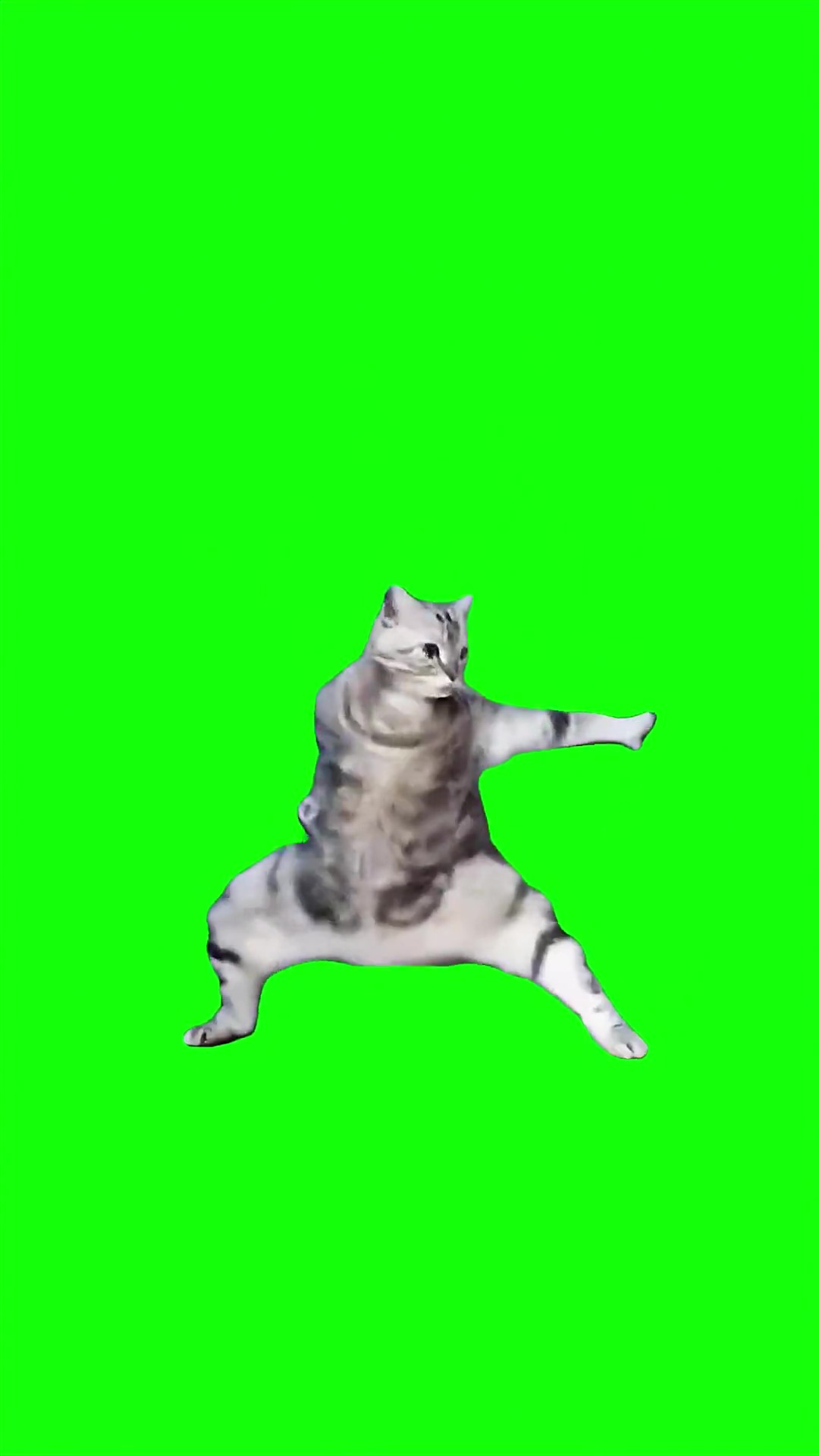 Arab Kung Fu Cat dancing