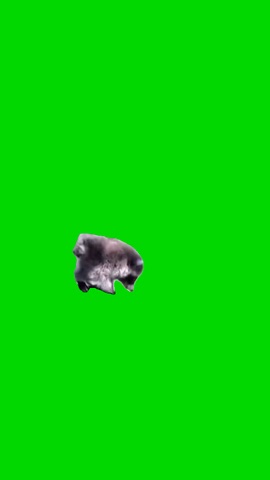 Baby Jimothy Raccoon green screen