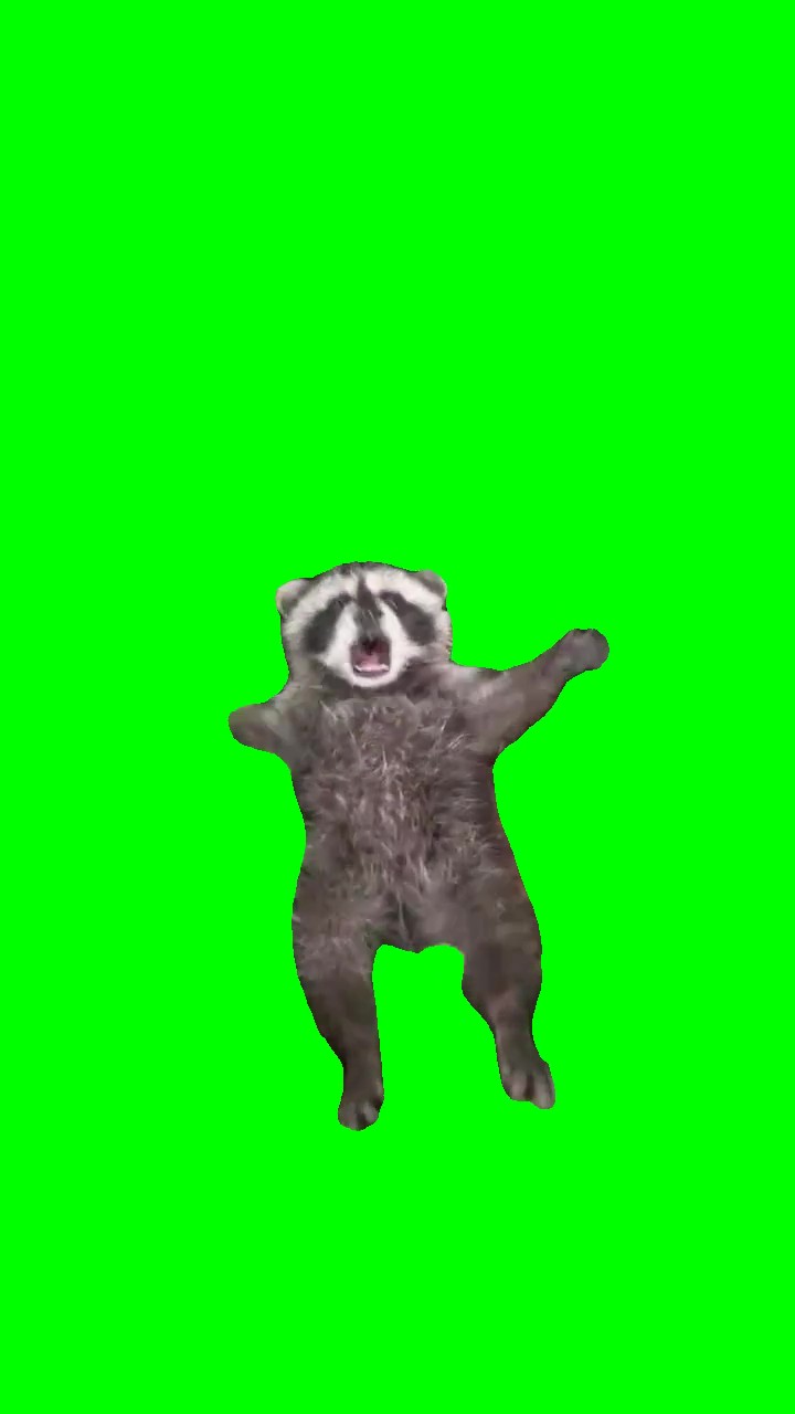 Baby Raccoon Growling  green screen