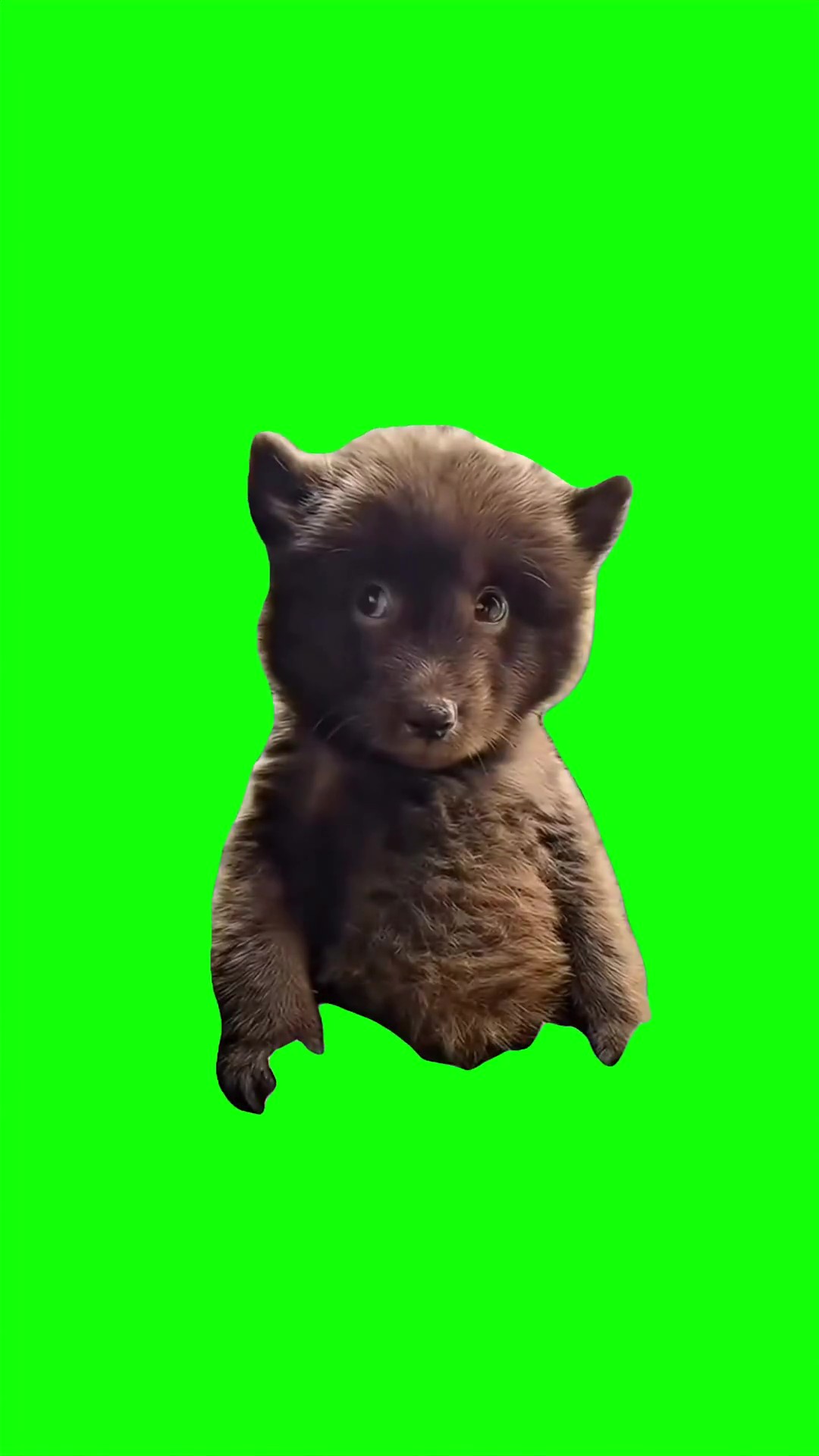 Bear sus look green screen
