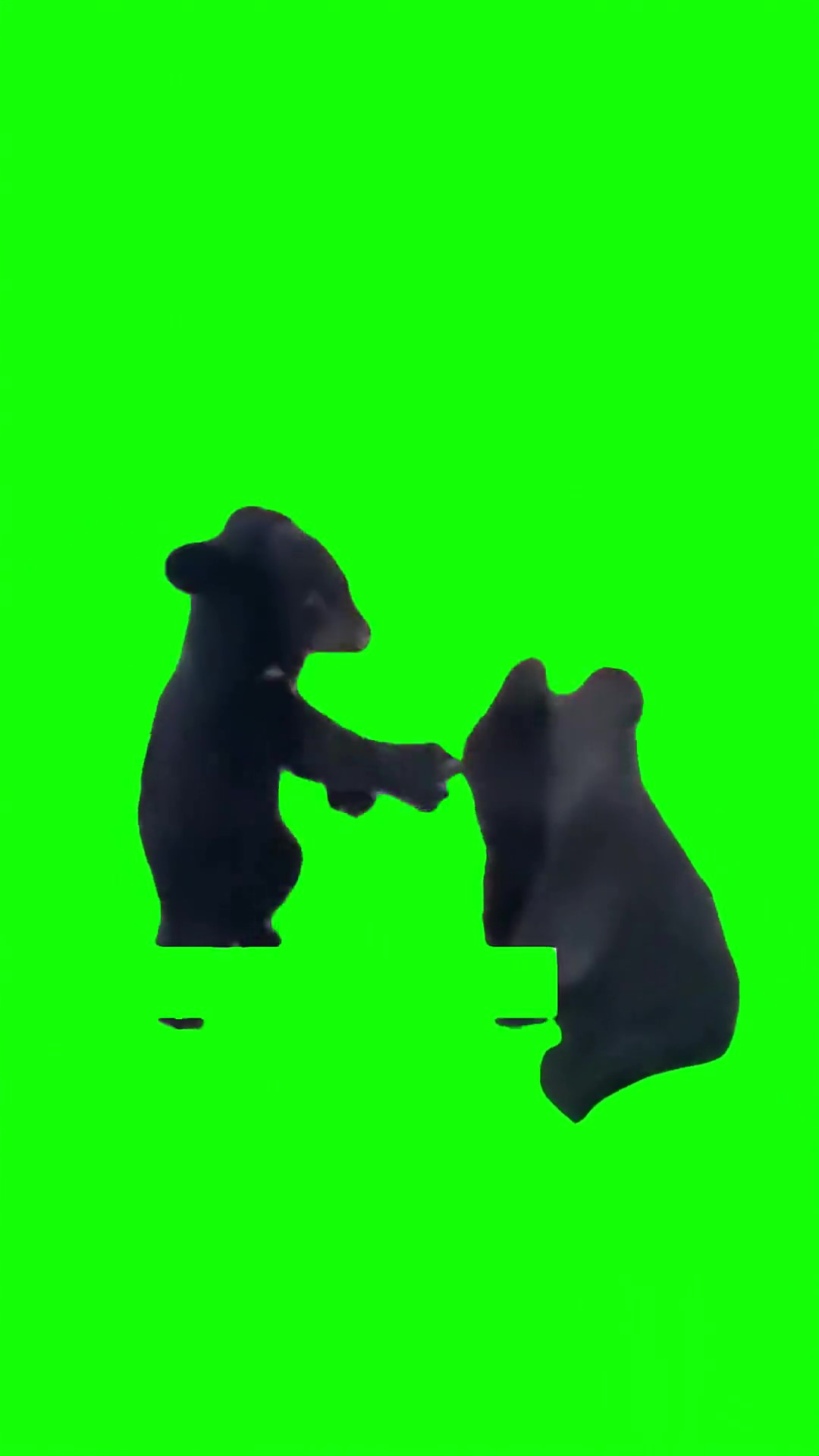 Bears fighting green screen
