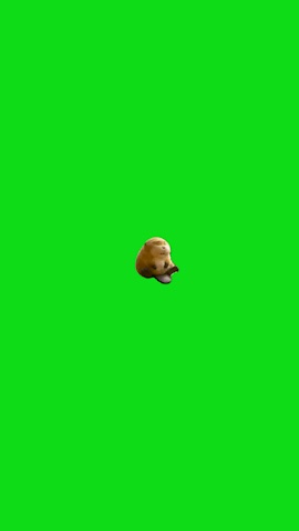 Beaver Smiling green screen