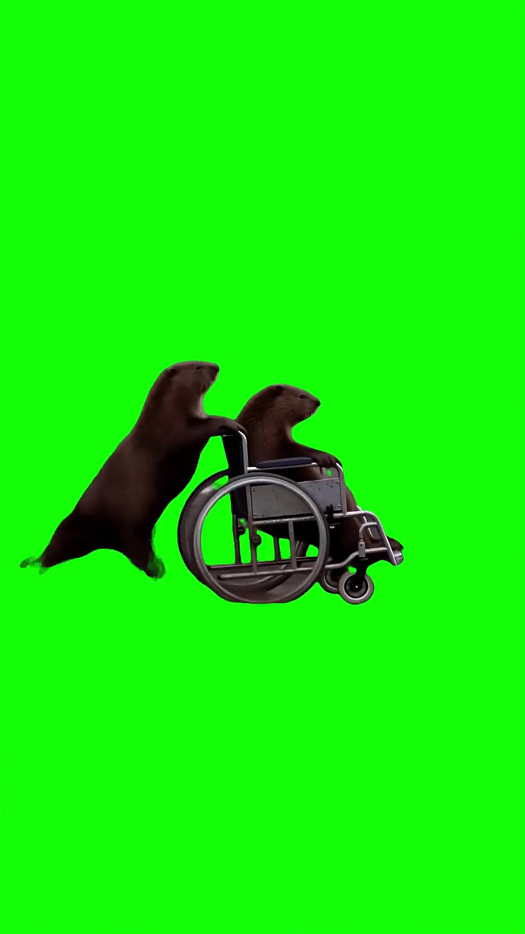 Beavers running green screen