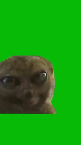 Big Eyes Tarsier green screen