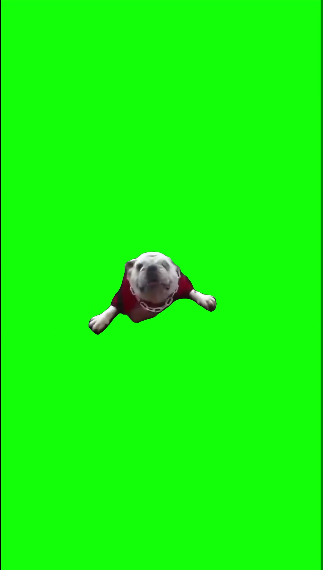 Big dog eat green screen