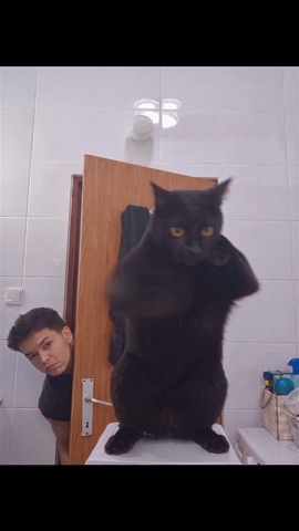 Black Cat Boxing green screen