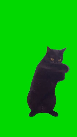 Black Cat Boxing Green
