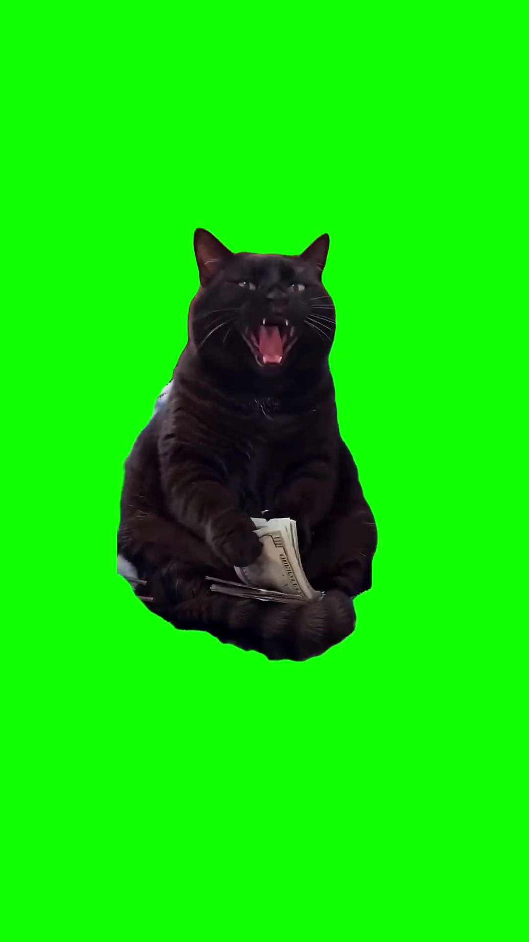 Black Cat Counting Money