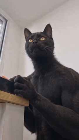 Black Cat Gives Food green screen