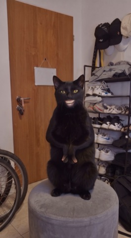 Black Cat Shows Finger green screen