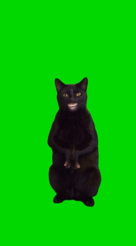 Black Cat Shows Middle Finger green screen