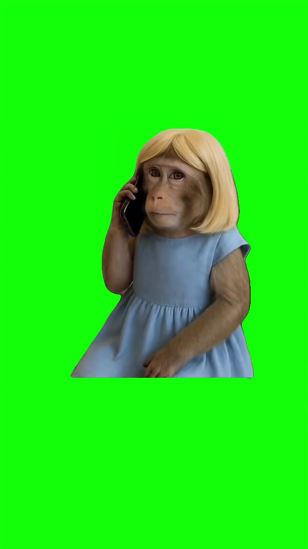 Blue dress monkey on the phone