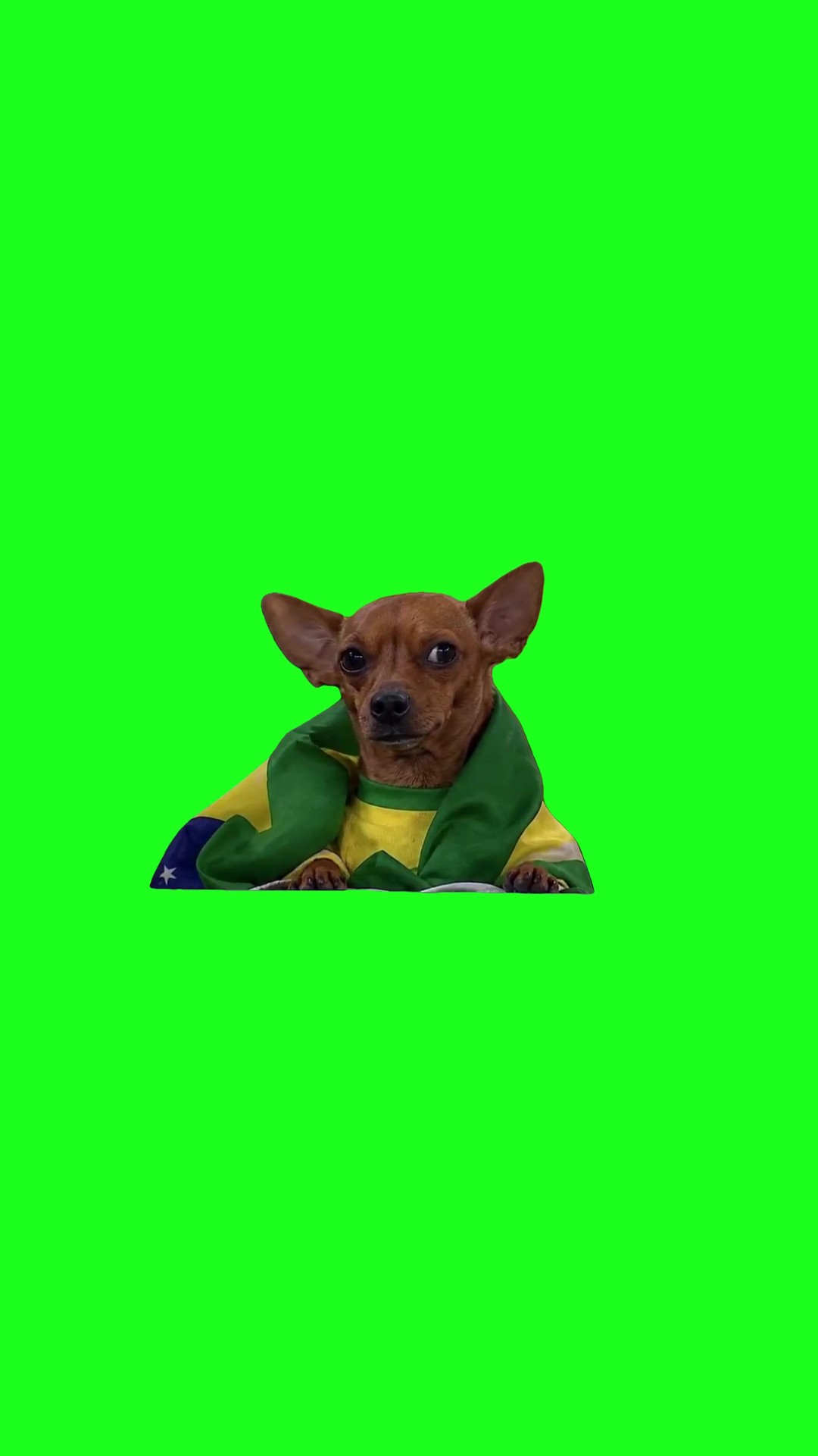 Brazil Most Dedicated World Cup Fan green screen