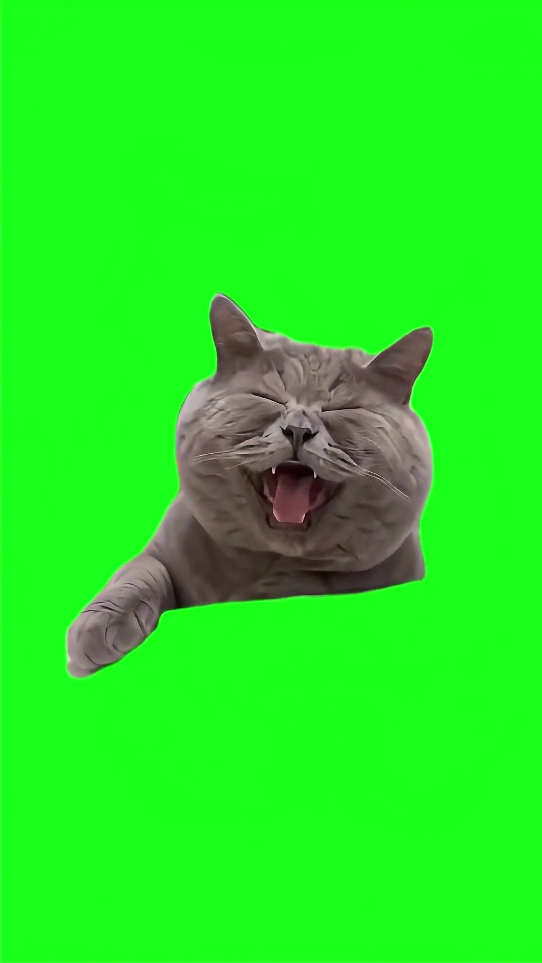 British Cat Laughing green screen