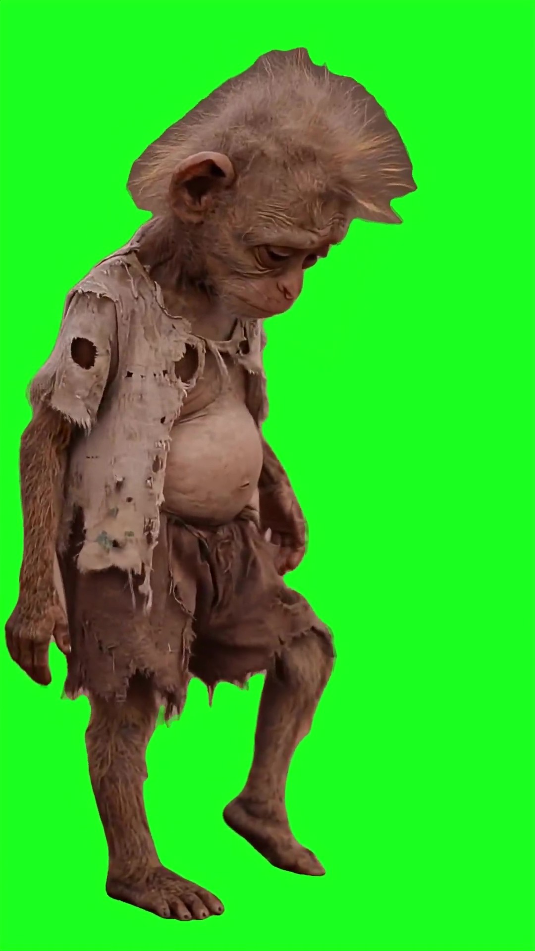 Broke monkey dancing green screen