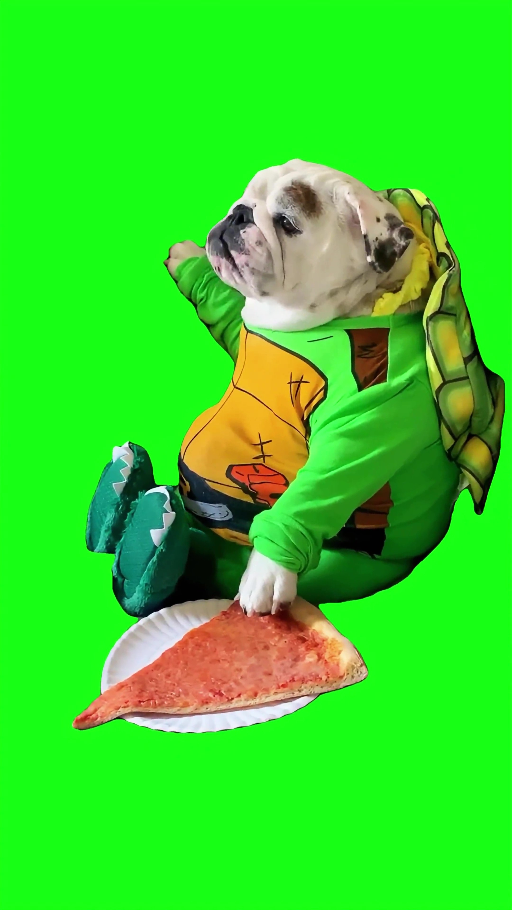 Bulldog in a half shell eating pizza