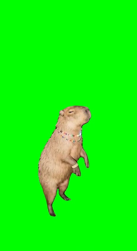 Capybara Dancing