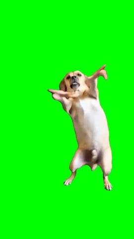 Carmelo Dog Bailando Dance green screen