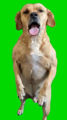 Carmelo Dog baillando dance original green screen
